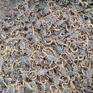 河南蝎子養殖加盟