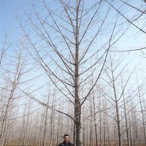 專業供應銀杏樹,手續齊全,貨到付款