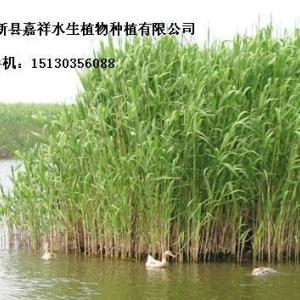 最大蘆葦種苗蘆葦苗、耐寒蘆葦苗、水生蘆葦