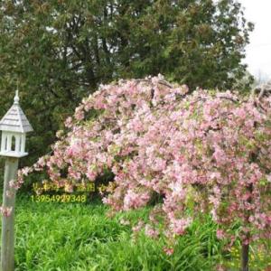 露易莎海棠北美海棠苗木