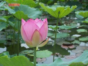 荷花苗 盆栽荷花  荷花種苗  精品荷花