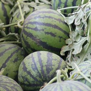 山東大西瓜種植批發