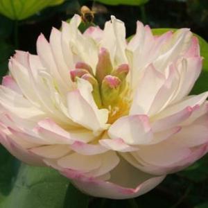 新鮮荷花苗大量批發，基地直采、價格