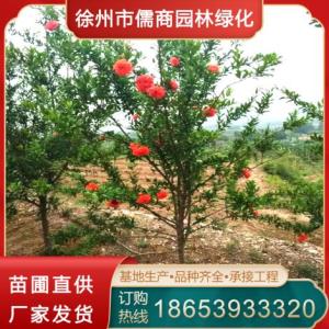 石榴樹