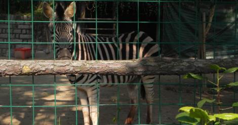 臨時移動護欄網@設備隔離網@橋梁護欄網