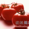 關于番茄你不知道的那些小秘密