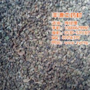 天南星-天南星塊莖-半夏-白南星