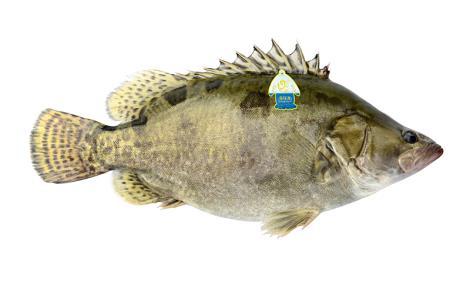 桂花魚
