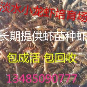 小龍蝦種苗價格小龍蝦種苗批發(fā)