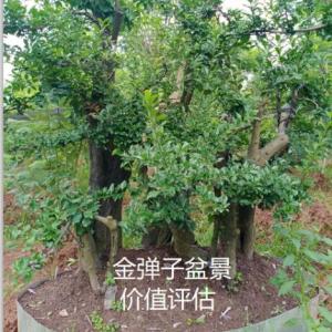 重慶果樹苗木價值評估園林資產評估盆景資產價值評估損失評估