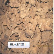 烘干的白術