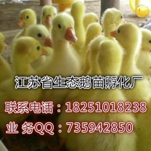 大種鵝苗