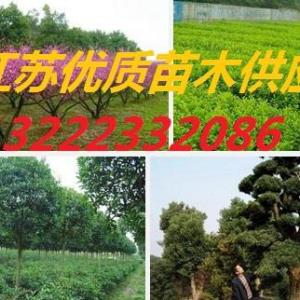 鎮(zhèn)江落羽杉，鎮(zhèn)江句容落羽杉