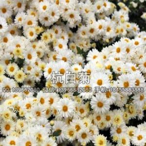 杭白菊種苗批發廠家,供應杭白菊苗價格