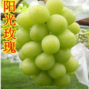 陽光玫瑰葡萄