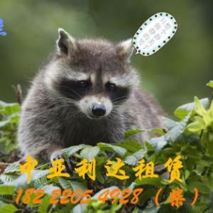 哪里有羊駝萌寵租賃