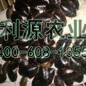 金邊土元養殖加盟 包回收
