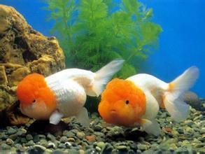 紅草魚