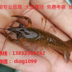 專業養殖合作社 正宗青紅蝦苗