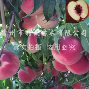 秋彤桃