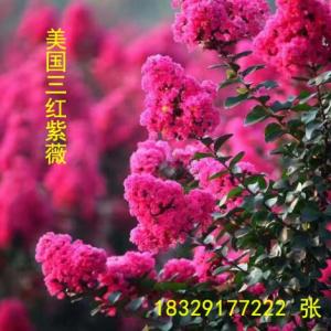 200萬株高10-60cm美國紫薇袋苗