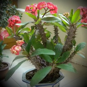 花卉