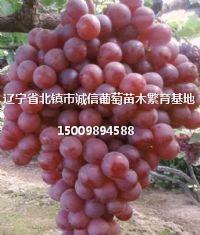 火焰無核葡萄苗