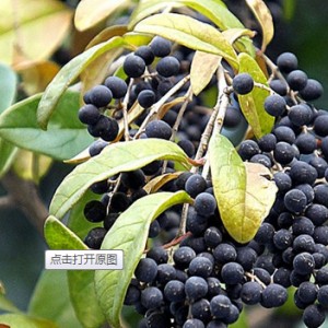 大葉女貞的栽培技術和管理方法