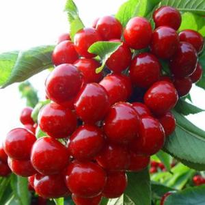 批發大櫻桃樹苗山東紅燈櫻桃苗品種齊全批發