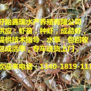 保山廣西有小龍蝦苗買不在那里小龍蝦苗