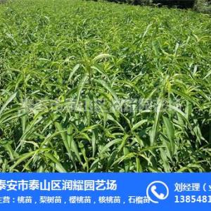 潤耀園藝(圖),中油潘7號桃苗銷售基地,中油潘7號桃苗