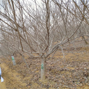 山東9公分晚櫻