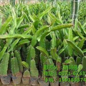陰氏農(nóng)業(yè)科技/紅心火龍果/火龍果種苗批發(fā)