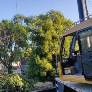 樹木移栽裝車現場