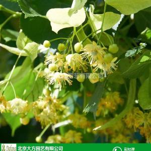 進口小葉椴批發基地的行業須知