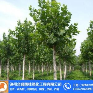 合順園林(圖)|10公分法桐價格|法桐