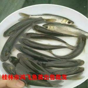河池市都安瑤族自治縣草魚苗報價