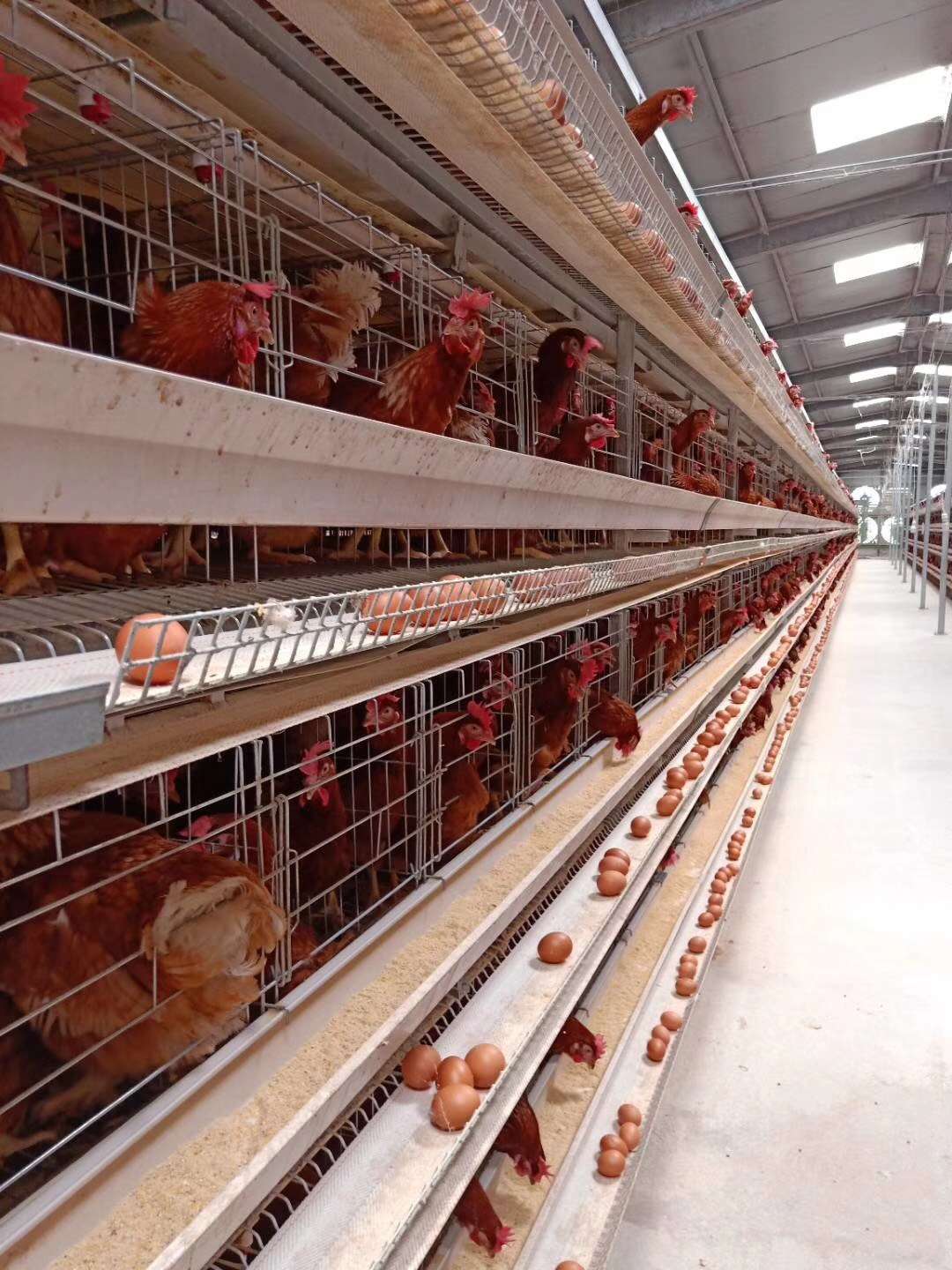 卢怀涛：优化集成蛋鸡养殖技术 打造全国一流的青年蛋鸡养殖产业链第一品牌