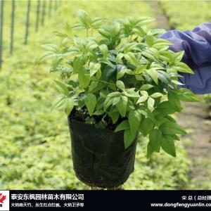 火焰南天竹應用廣-泰安東楓園林-火焰南天竹