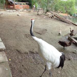 野生動物損失價值鑒定