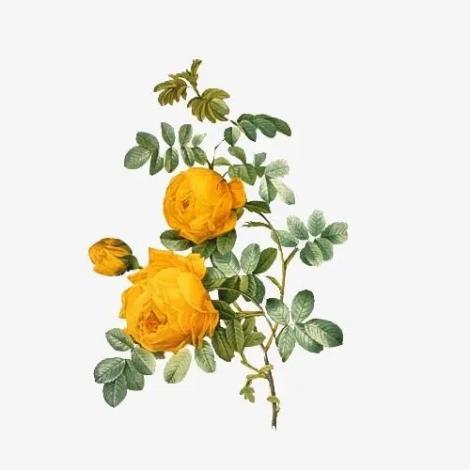 花卉司法鉴定