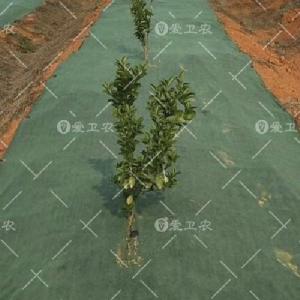 瓊海防草地膜-防草地膜批發(fā)-愛衛(wèi)農(nóng)(優(yōu)質(zhì)商家)