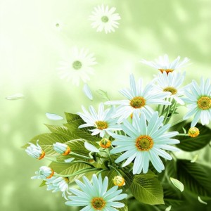 圓網(wǎng)分散印花布、印花布、后官富民印花布