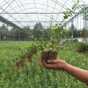 新鄉扶芳藤基地 青州向陽花卉苗木