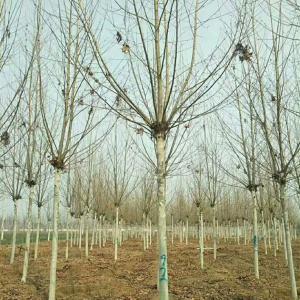 供應6公分法桐廠家 法桐樹 懸鈴木