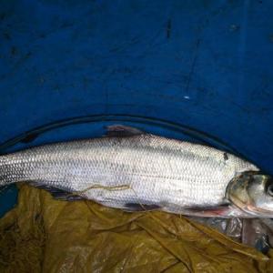 巴西刀魚進(jìn)口上海需要一些手續(xù)單證