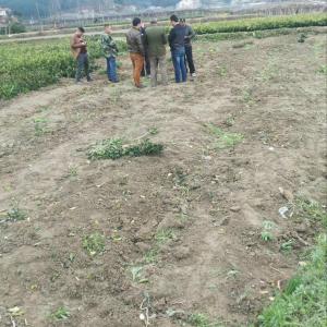 云南冰糖橙苗木費用