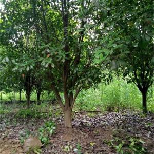 宏偉苗木種植園(圖)-紅葉石楠供應-黃石紅葉石楠