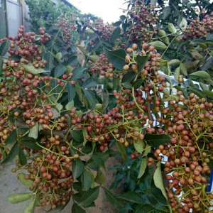 大紅袍花椒苗價格報價