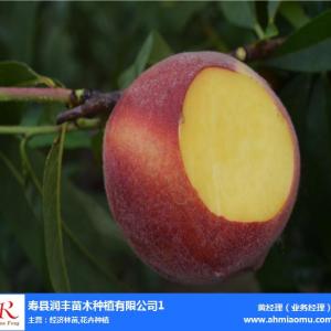 潤豐苗木(圖)-無花果果樹苗-福建果樹苗